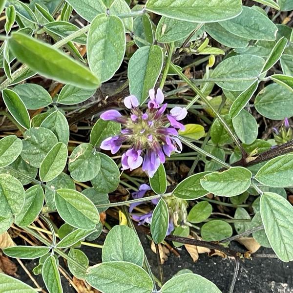 Bituminaria bituminosa
